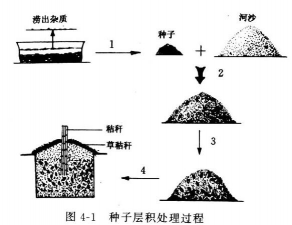 种子怎样进行层积处理 种子怎样进行层积处理