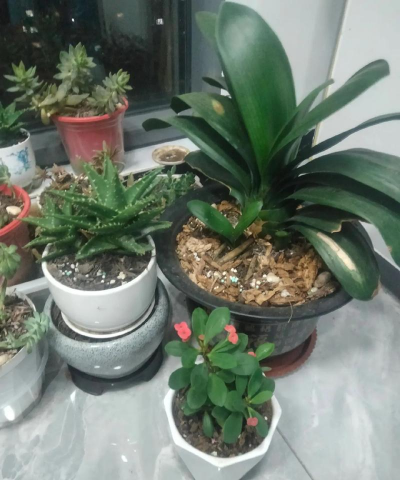 家庭养花用生根粉