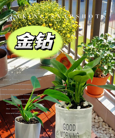 家庭养花用生根粉