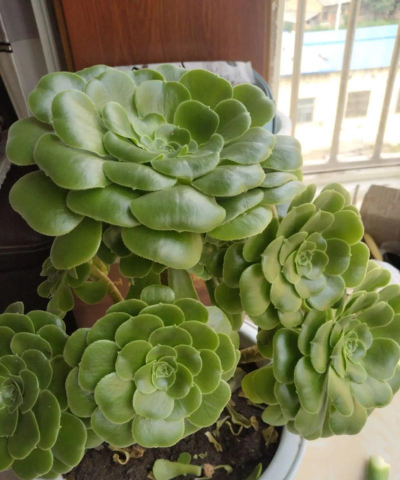 绿牡丹多肉花怎么养