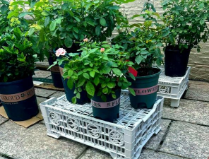 家庭养花用生根粉