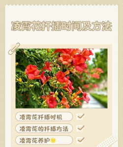 凌消花什么时候扦技