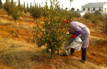 家庭养花用生根粉