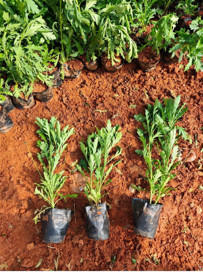 木春菊种什么时候种