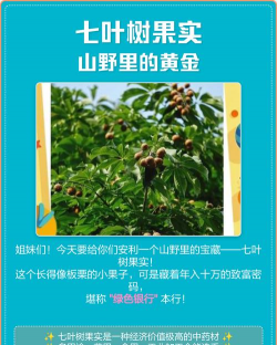 七叶树果叫什么