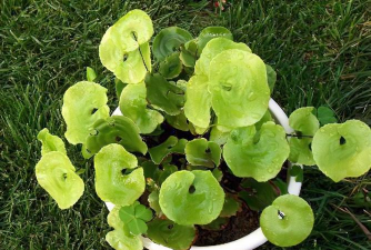 荷叶铁线蕨的栽培管理