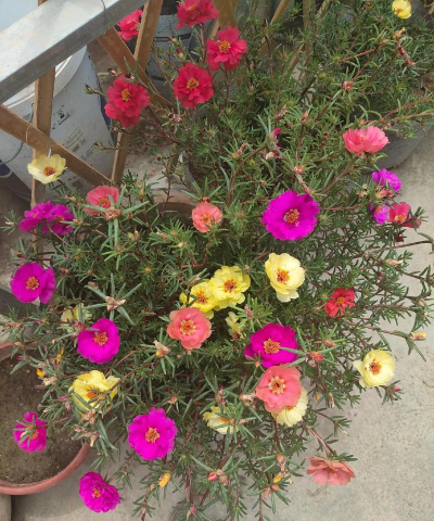 家庭养花用生根粉