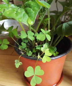 雯心草花朵是什么样子