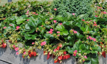 家庭养花用生根粉