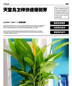 家庭养花用生根粉