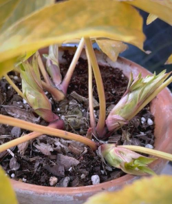 家庭养花用生根粉