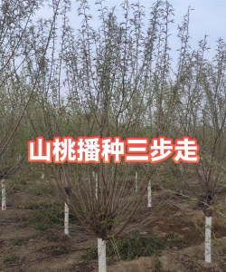 山桃如何播种繁殖