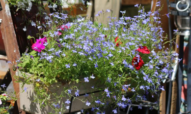 家庭养花用生根粉