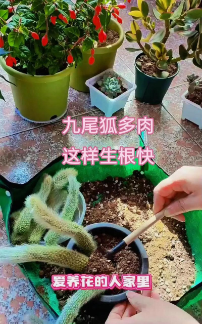 家庭养花用生根粉