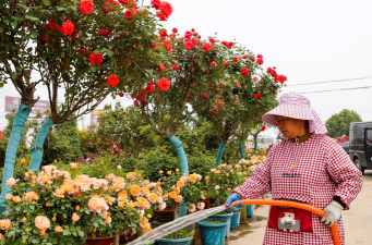 家庭养花用生根粉