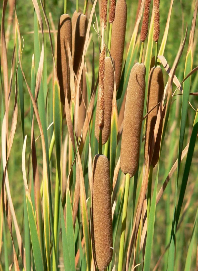 长苞香蒲开什么颜色的花