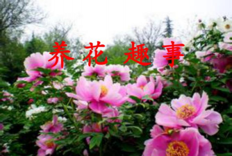 养花趣事课件 养花趣事课件