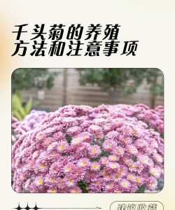 千头菊怎么养可以更大