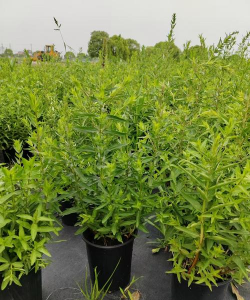 千屈菜插条保湿技术-花木枝条保湿技术