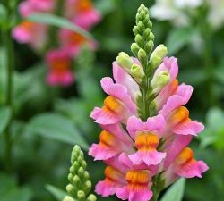 繁殖用金魚草什么样