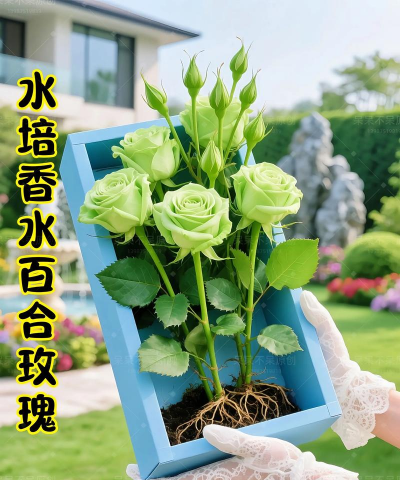 家庭养花用生根粉