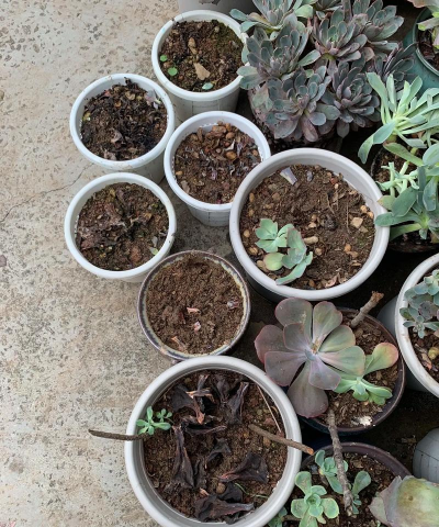 家庭养花用生根粉