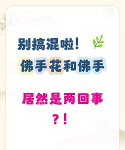 佛手花和佛手有什么区别