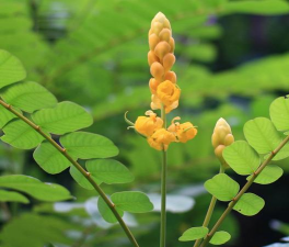 翅荚决明的果实什么颜色