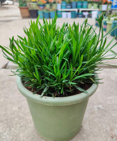 大盆草是什么样子的