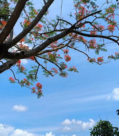 鸡蛋花在泰国象征着什么