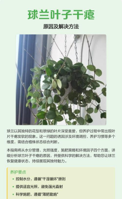 球兰花叶干了怎么办