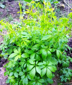 绞股蓝的花是什么样子的