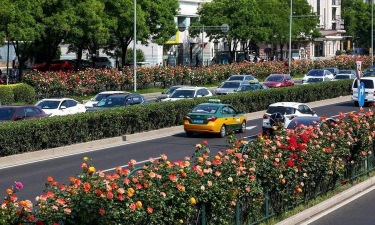 北京马路上绿植叫什么