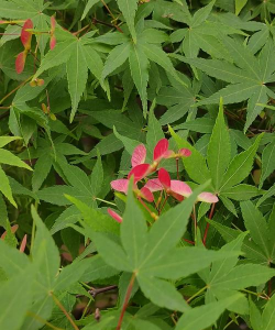 枫香树的花长什么样