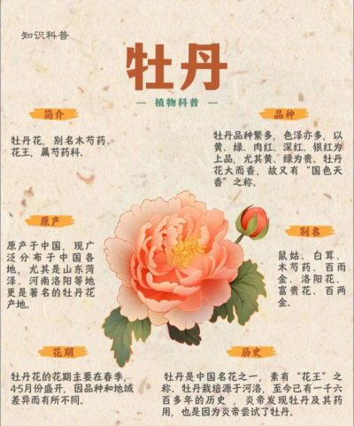牡丹牡丹花的花语是什么