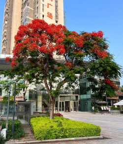 福州市的市树是什么花