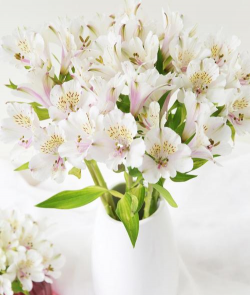 六月什么白色的花会开