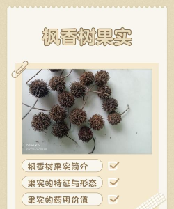 枫香树的果实叫什么名字