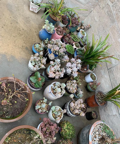 家庭养花用生根粉