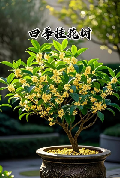 四季桂花为什么花期很短