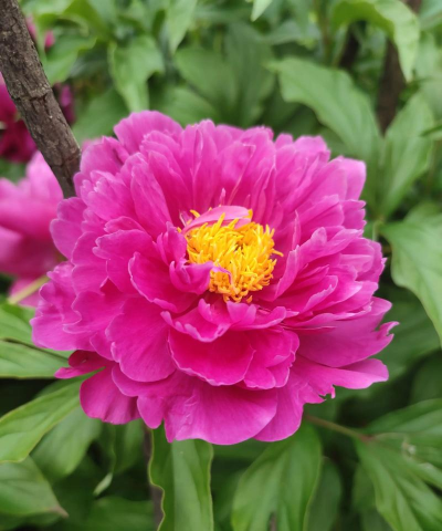 迷你芍药开什么样的花