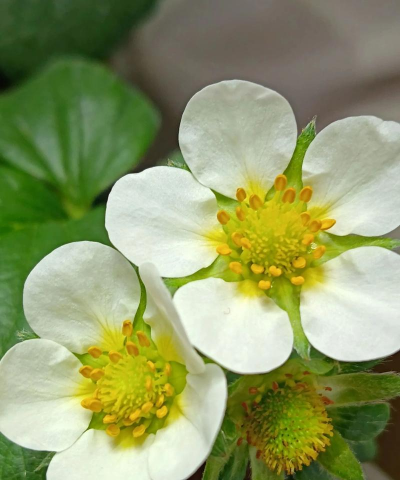 种草莓花有什么好种的