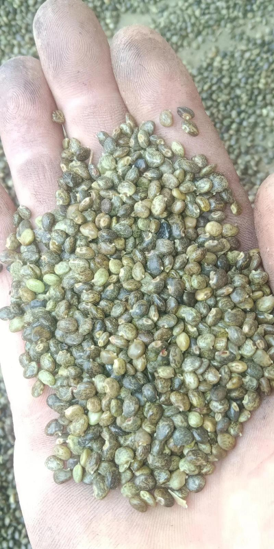 鸡骨草种子长什么样子