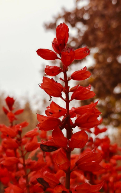 一串红属于什么科植物
