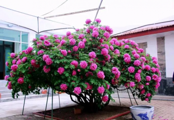 家庭养花用生根粉