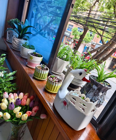 家庭养花用生根粉