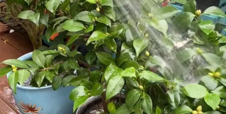 家庭养花用生根粉