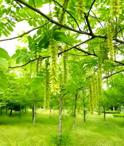 春天的枫杨长什么样子