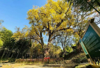 马鞍山市树是什么