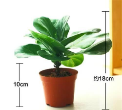 青叶蓉干叶怎么办